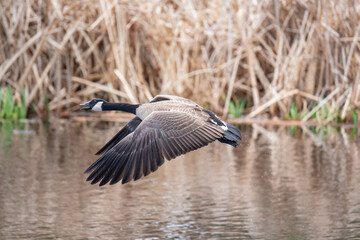 Canvas Print - Canadian Goose In Flight