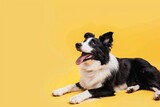 Fototapeta Konie - A border collie dog laying down with its tongue out 