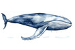 whale blue watercolor illustration white background hand painted big