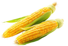 Fresh Yellow Corn On The Cob, Isolated And Raw, Ready To Eat Or Cook, Healthy Vegetable Harvested From Maize Plant
