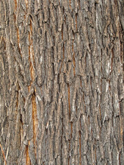 Wall Mural - The texture of the bark of an old willow. Detailed bark texture. Natural background