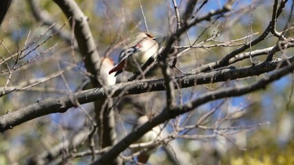 Poster - japanese waxwing on a branch