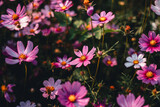 Fototapeta Krajobraz - Pink flowers in the garden on a spring morning