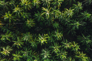 Wall Mural - Aerial view island and coconut groves on the island in the morning