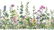 A seamless floral border with herbs and wild flowers. An engraving style inspired by botanical illustrations. A colorful border.