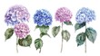 Summer floral hydrangea greeting card in watercolor style, set of vintage floral modern bouquets of blooming hydrangea and garden flowers.