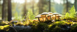 Fresh healthy mushroom in green sunny coniferous forest