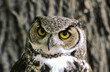 © William - Great horned owls are large and thick bodied with two prominent feathered tufts on their head. They are mottled gray-brown with a reddish brown facial disk and large yellow eyes.