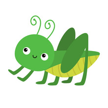 Grasshopper Cricket Locust Icon. Cute Cartoon Kawaii Funny Baby Character. Insect Bug Collection. Childish Style. Flat Design. White Background. Isolated.
