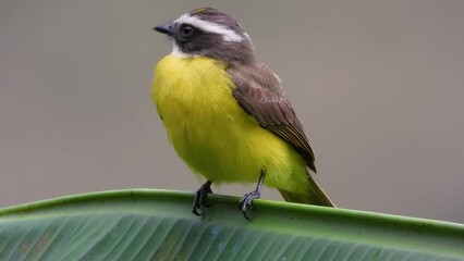 Wall Mural - Lesser Kiskadee standing on a small leaf, Los Nevados National Park, Colombia