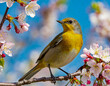 yellow Bird colorful songbird in tree Cherry Blossoms