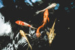 Close-up of fishes swimming underwater,High angle view of fish swimming in lake,Full frame shot of koi carps swimming in pond,High angle view of koi carps swimming in lake