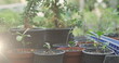 Composite image of spot of light against multiple plant pots in the garden