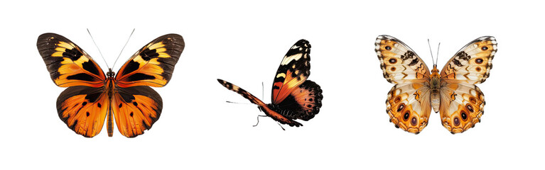 Wall Mural - Collection of PNG. Butterfly isolated on a transparent background.