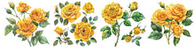 Collection Of PNG. Watercolor Yellow Roses And Leaves Isolated On A Transparent Background.