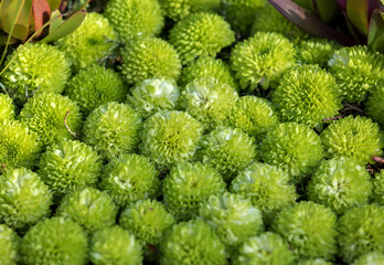 Canvas Print - Feeling Green Chrysanthemums often called mums