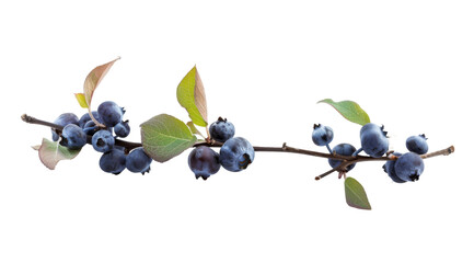 Wall Mural - A cluster of fresh blueberries with green leaves on a white background,ai generated