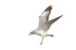 Beautiful flying seagull isolated on transparent background png file	