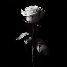A White Rose, Long Stem, Withered, A Drop Of Blood On The Rose Petal, On A Black Background.