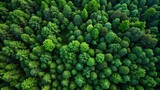 Fototapeta Na ścianę - Aerial View of Green Forest: Capturing CO2 for Carbon Neutrality Concept
