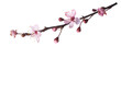 Small branch with light pink flowers of Sakura  isolated on white background.