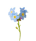 Fototapeta Nowy Jork - Forget-me-not flower isolated on white background. Selective focus