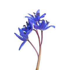 Wall Mural -  Blue flowers of Siberian Squill (Scilla siberica) isolated on white background. Shallow DOF. Selective focus