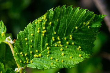 Wall Mural - Leaves with gall mite Eriophyes tiliae. A close-up photograph of a leaf affected by galls of Eriophyes tiliae.