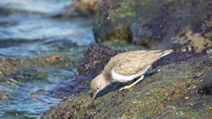 Poster - sandpiper in a sea