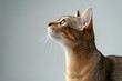 a close up of a Abyssinian Cat looking up at something