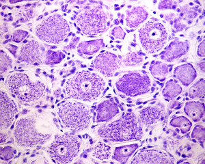 Poster - Neurons. Dorsal root ganglion