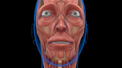 human female muscle anatomy for medical concept 3d rendering