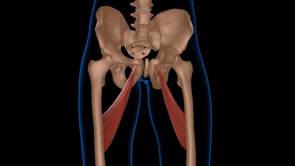 human female muscle anatomy for medical concept 3d rendering