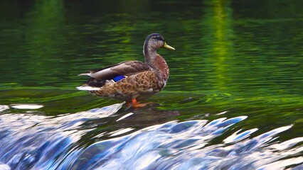 Poster - mallard ducks living by the waterfall