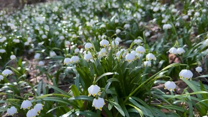 Wall Mural - the end of winter and beginning of spring, the first flowers appear, delicate fragrant snowdrops, white flowers, primroses, grow near clean streams and on river banks, in swamps, in damp forests