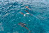 Fototapeta Łazienka - dolphins in the sea