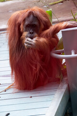Wall Mural - Orangutans are the largest arboreal mammal, spending most of their time in trees. Long, powerful arms and grasping hands and feet allow them to move through the branches.