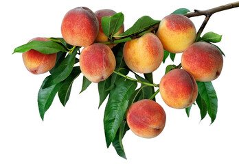 branch with ripe peaches isolated on white