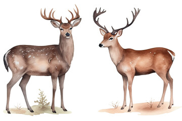 Sticker - set background female male wild deer drawn white hand Noble animals Watercolor forest isolated