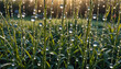 duftende frische grüne Kräuter in einem alten Bauern Garten in den Strahlen der Morgensonne in goldener Stunde, heilende Wirkung, Morgen Tau Tropfen aus glitzernden Wasser, wie Perlen klar und rein 