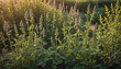 duftende frische grüne Kräuter in einem alten Bauern Garten in den Strahlen der Morgensonne in goldener Stunde, heilende Wirkung, Ernte Anbau Kultivierung, Gewürze Küche lecker gesund vegan mediterran