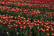 Tulip field, red and yellow flowers in spring sunlight