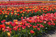 Tulip flowers field in red, pink and yellow colors texture background in spring sunlight