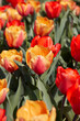 Tulip flowers in yellow and red colors macro, field in spring sunlight