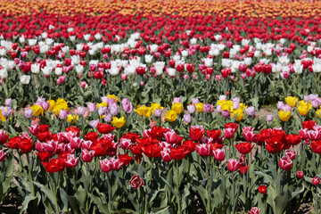 Wall Mural - tulip field with flowers in red, pink, white and yellow colors in spring sunlight