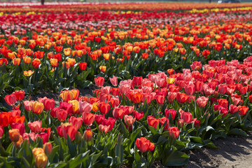 Wall Mural - tulip flowers field in red, pink and yellow colors texture background in spring sunlight