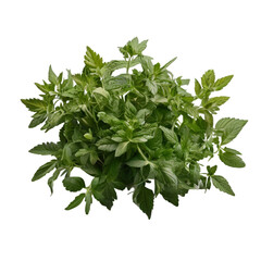 Sticker - green herb, no background