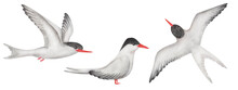 Watercolor Set Of Illustrations. Hand Painted Arctic Terns With White Wings, Feathers, Red Beak And Black Head. Flying Seabirds With Spread Wings. Seagull, Sterna. Bird In The Air. Isolated Clip Art