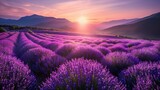 Fototapeta Kwiaty - A Stunning landscape with lavender field at sunset.