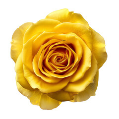 Wall Mural - yellow rose flower isolated on transparent background